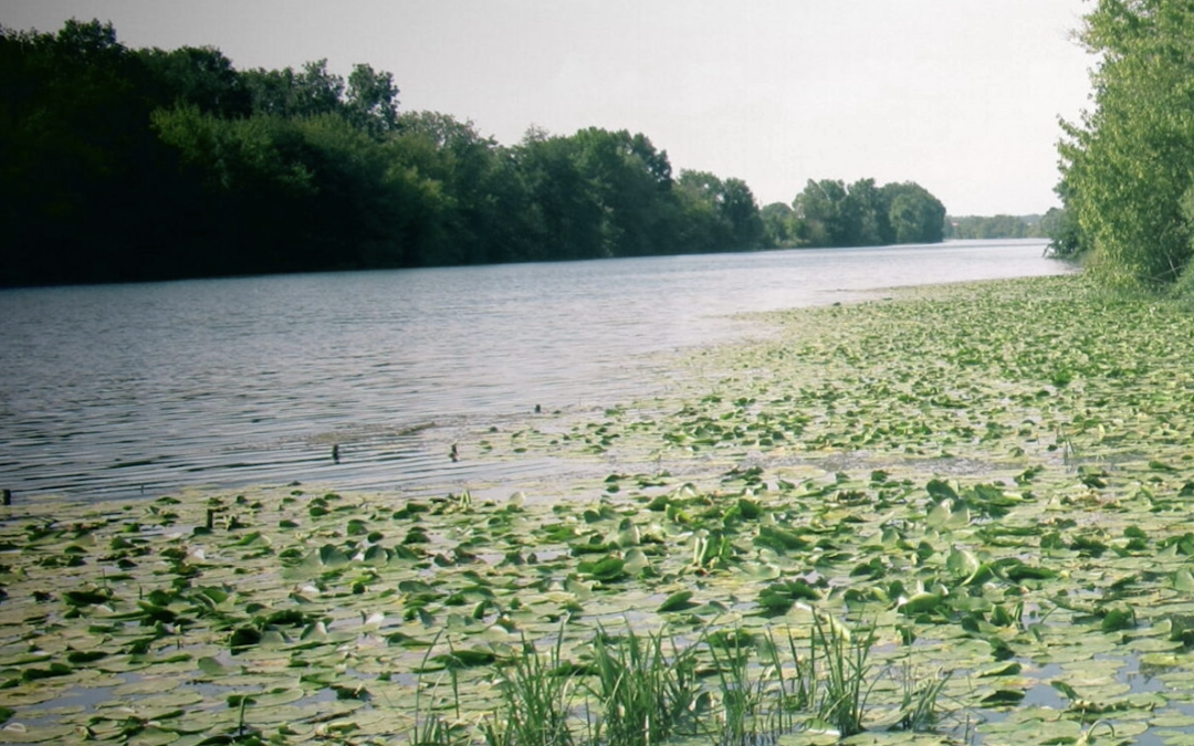 BIODIVERSITE. Assises nationales “Plantes Exotiques Envahissantes” : l’urgence de maitriser leur prolifération sur les voies d’eau – webinaire – VNF