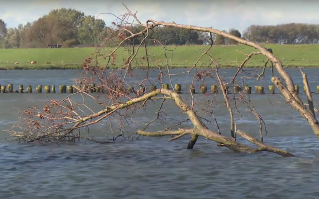 BIODIVERSITE. Le bois mort immergé, un outil pour restaurer les rivières navigables aux Pays Bas.