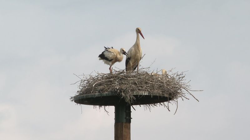 BIODIVERSITE. Installation de plateformes pour protéger les nids des cigognes